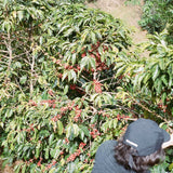 Etiopia – Chelchele