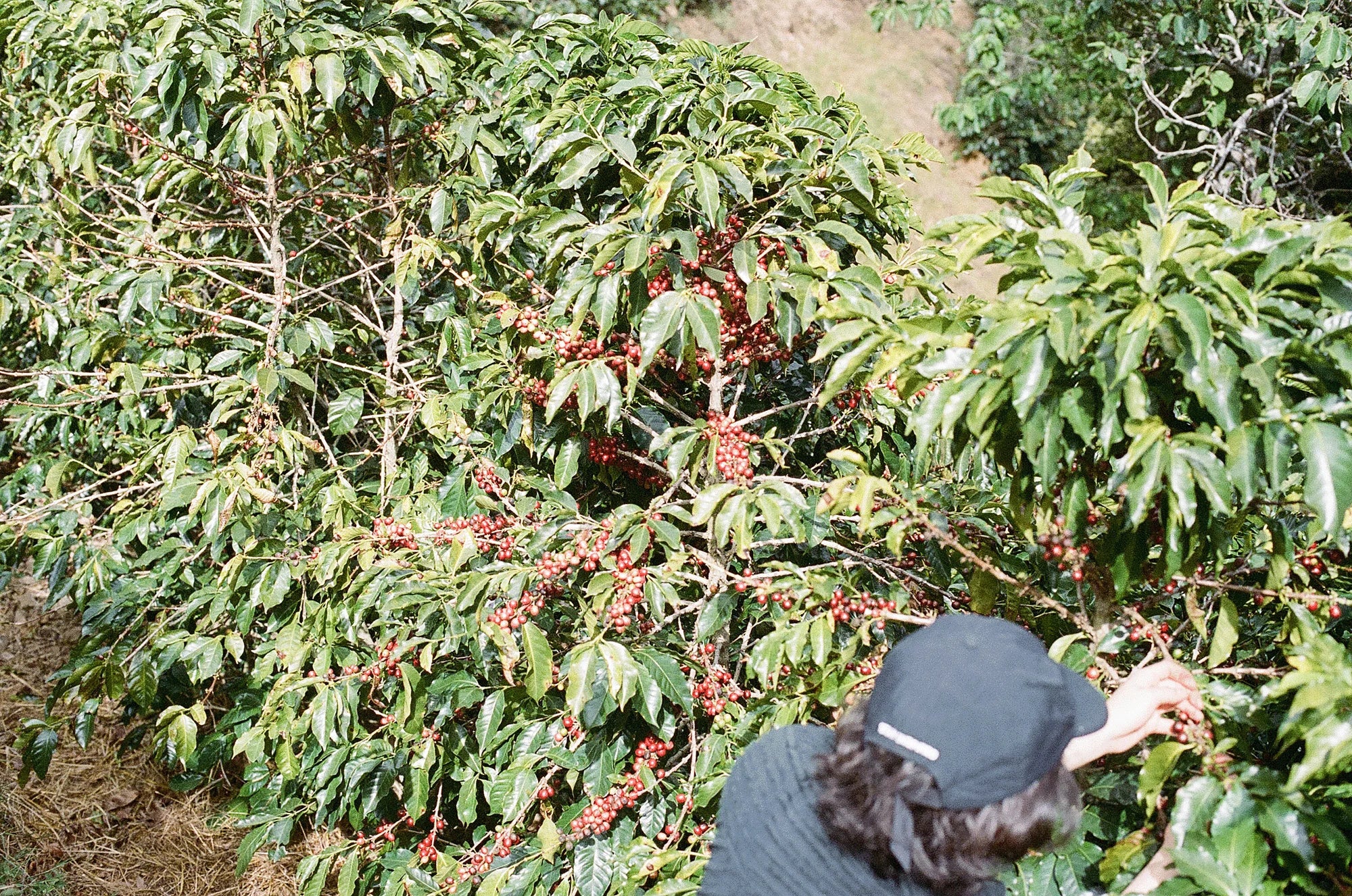 Etiopia – Chelchele