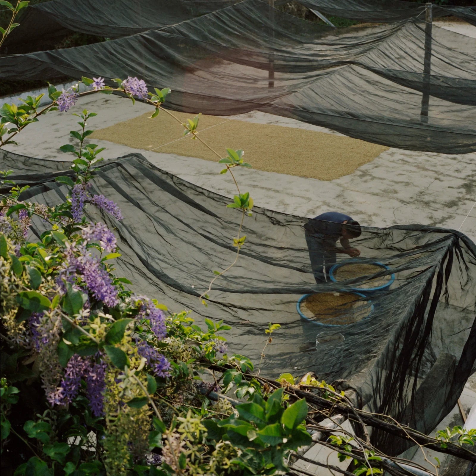 Guatemala – Las Flores de Cafe