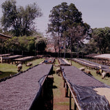 Kenya – Kiangoi