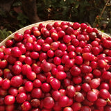 Peru – La Higuera