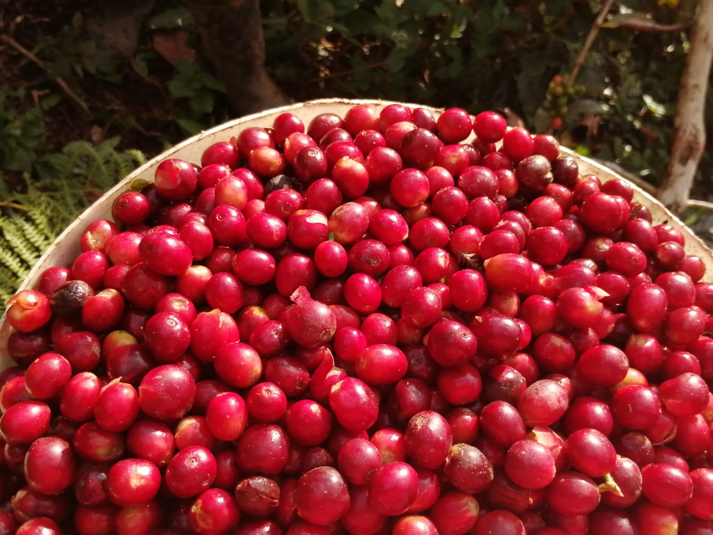 Peru – La Higuera
