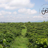 Columbia – Finca la Riviera