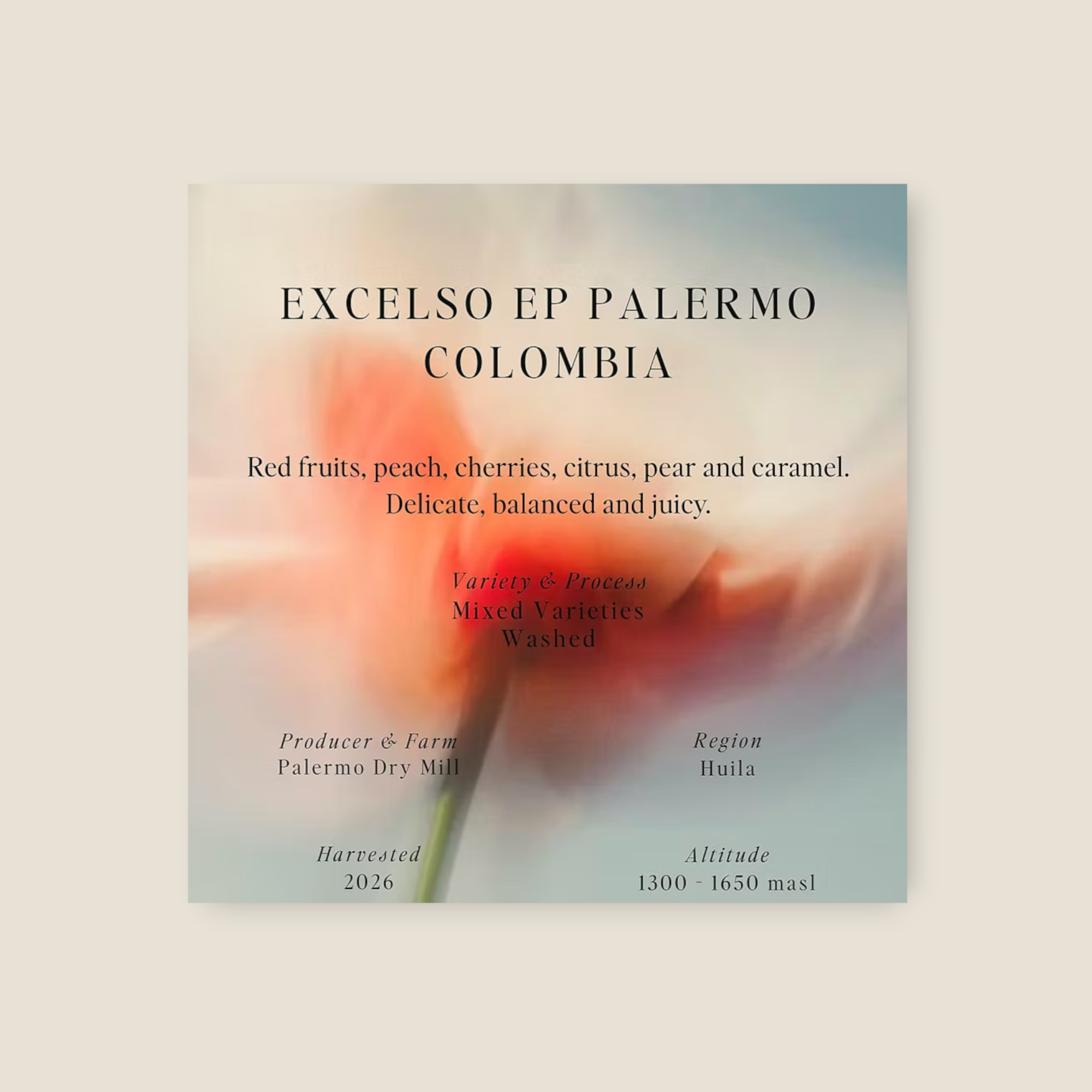 Coffee Community Colombia Excelso EP Palermo coffee beans with notes of red fruits, peach, citrus, and caramel.