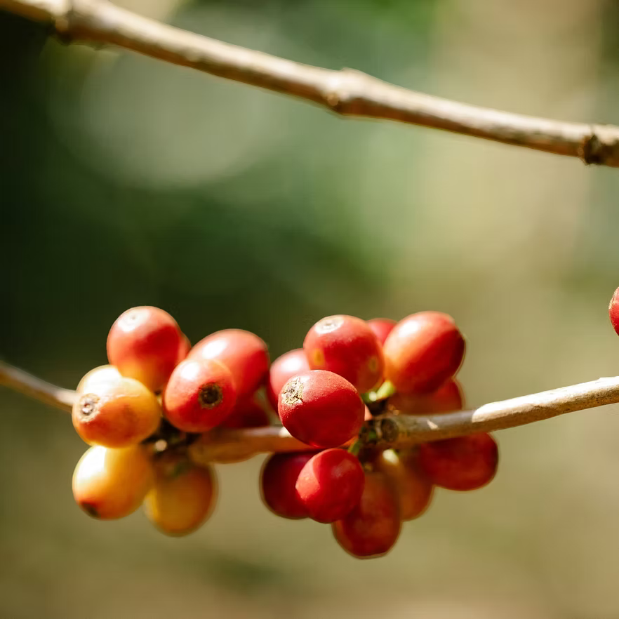 Coffee Community Colombian Excelso EP Palermo coffee cherries ripening on a branch in a lush plantation setting