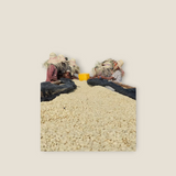 Coffee Community workers in straw hats sorting washed Etiopia Bensa Bombe coffee beans on drying beds in Ethiopia