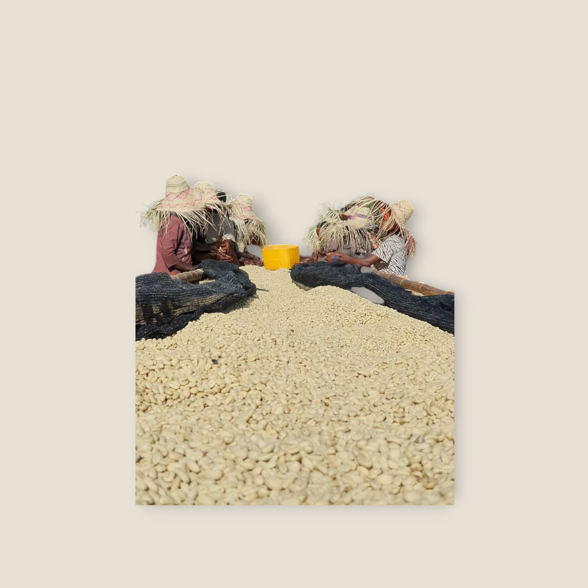 Coffee Community workers in straw hats sorting washed Etiopia Bensa Bombe coffee beans on drying beds in Ethiopia