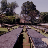Coffee Community Kenya Kiangoi coffee beans drying on raised beds at the processing station in Kirinyaga