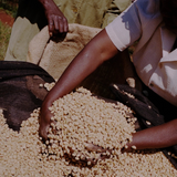 Coffee Community workers sorting raw green coffee beans from Kenya at the Kiangoi washing station
