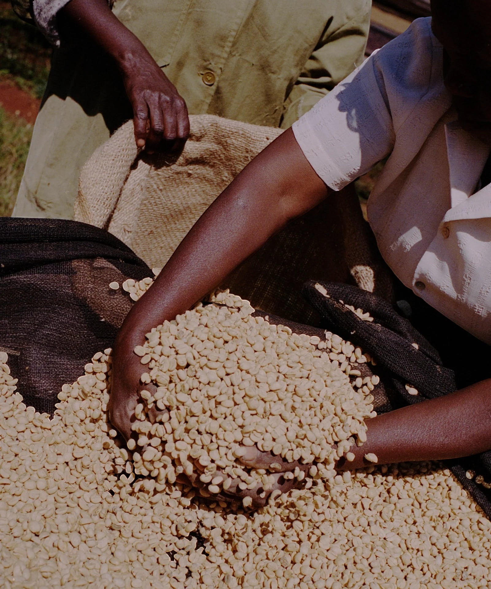 Coffee Community workers sorting raw green coffee beans from Kenya at the Kiangoi washing station