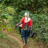 Coffee Community worker harvesting Maragogype coffee cherries at Finca La Claudina in Colombia