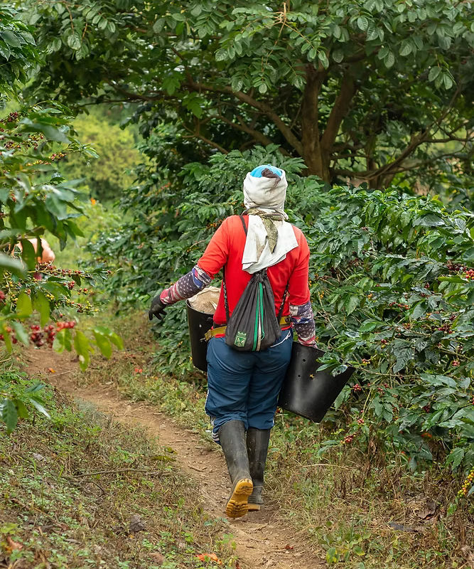Coffee Community worker harvesting Maragogype coffee cherries at Finca La Claudina in Colombia