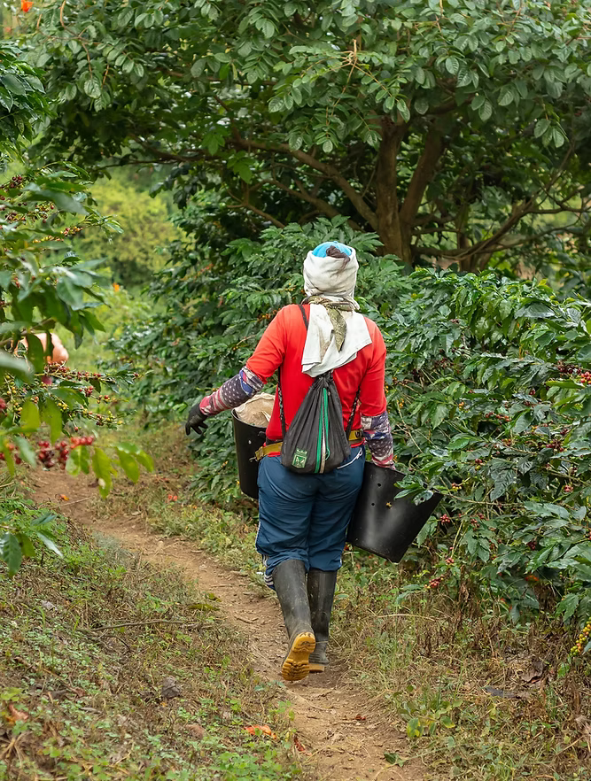 Coffee Community worker harvesting Maragogype coffee cherries at Finca La Claudina in Colombia