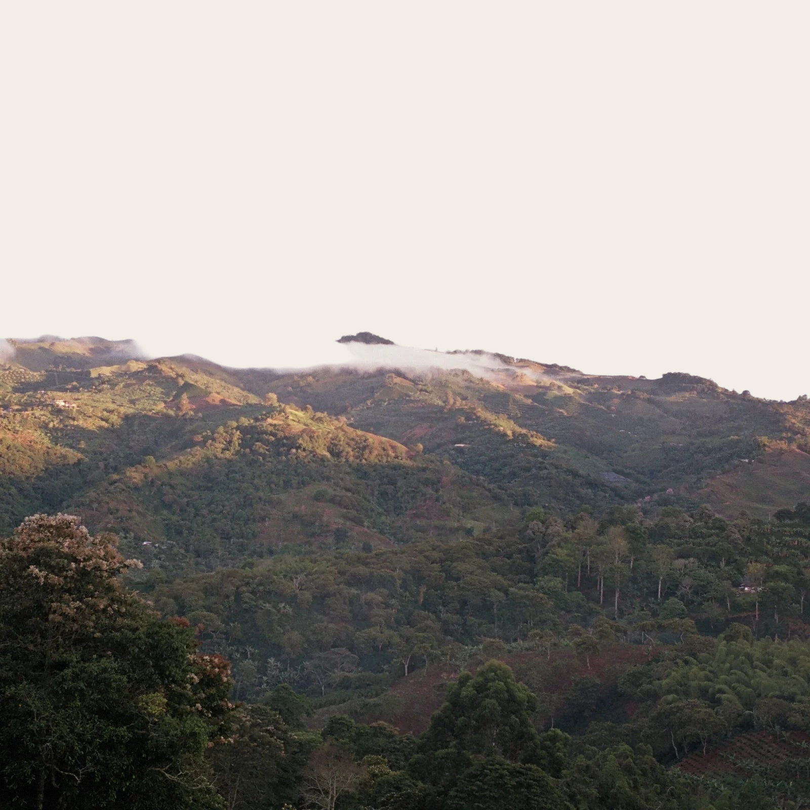 Coffee Community landscape view of the lush green mountains in San Agustin Huila where Pink Bourbon coffee is grown