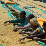 Etiopia – Gedeb Lalesa