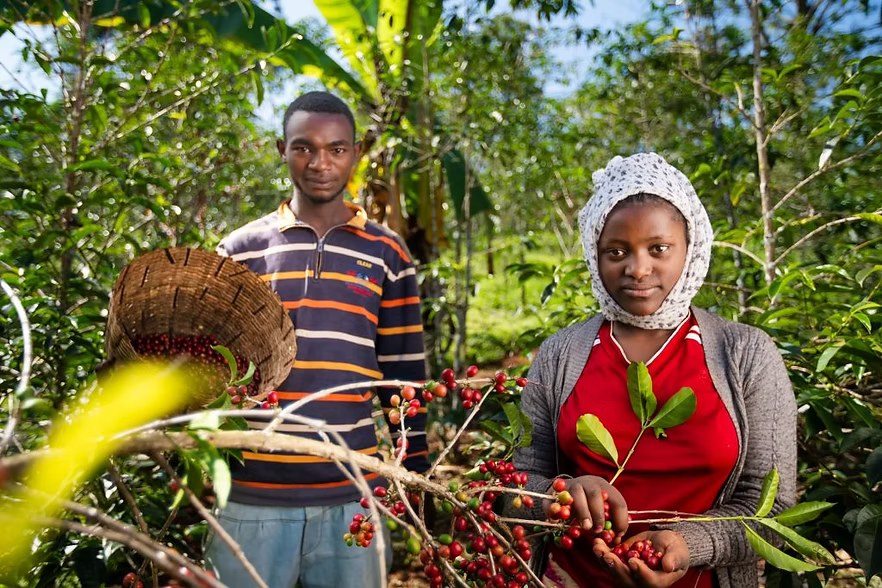 Etiopia – Gedeb Lalesa