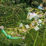 Panama – Pacamara Natural