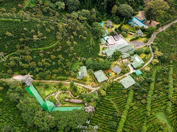 Panama – Pacamara Natural